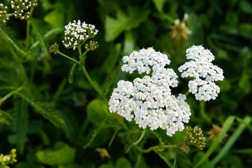 a. millefolium plant with white flowers and tiny cream centres growing outdoors