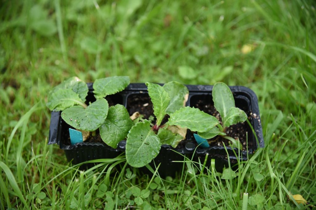 primrose seedlings bearing a few true leaves growing in a seed tray that has been placed on the grass outside