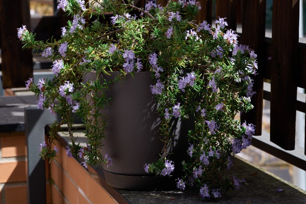 salvia plant with purple flowers growing in a large black container on a wall outside in front of a wooden fence