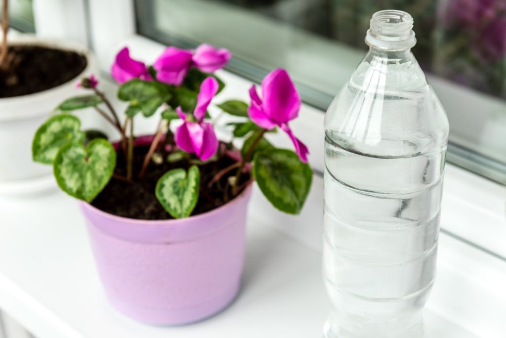 potted cyclamen with pink flowers and variegated leaves on a windowsill with a bottle of water and another houseplant next to it