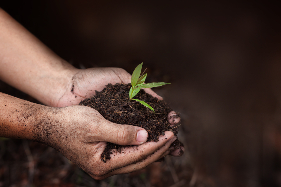 hands holding a eucalyptus seedling in soil with a brown backdrop