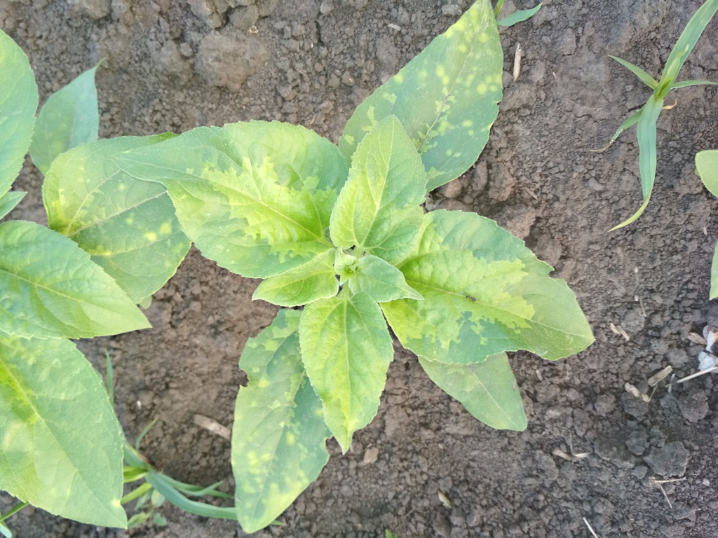 downy mildew on a plant growing from the ground, which has caused discolouration on its leaves
