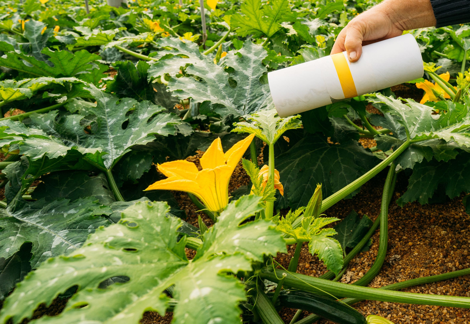 biological pest control in a cylinder container being applied to yellow flowering courgette plants growing inside a greenhouse
