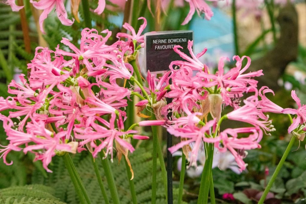 nerine bowdenii with pink flowers on tall stems and ferns in the background