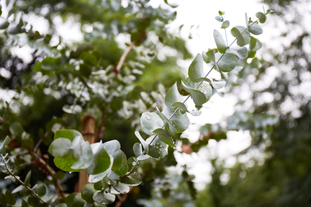 round leaves from a eucalyptus tree growing outside covered in raindrops