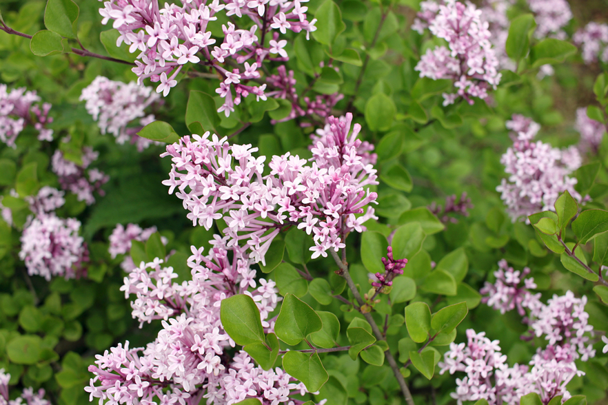 lilac 'palibin' shrub with tiny pink clusters of flowers and small green leaves growing outside