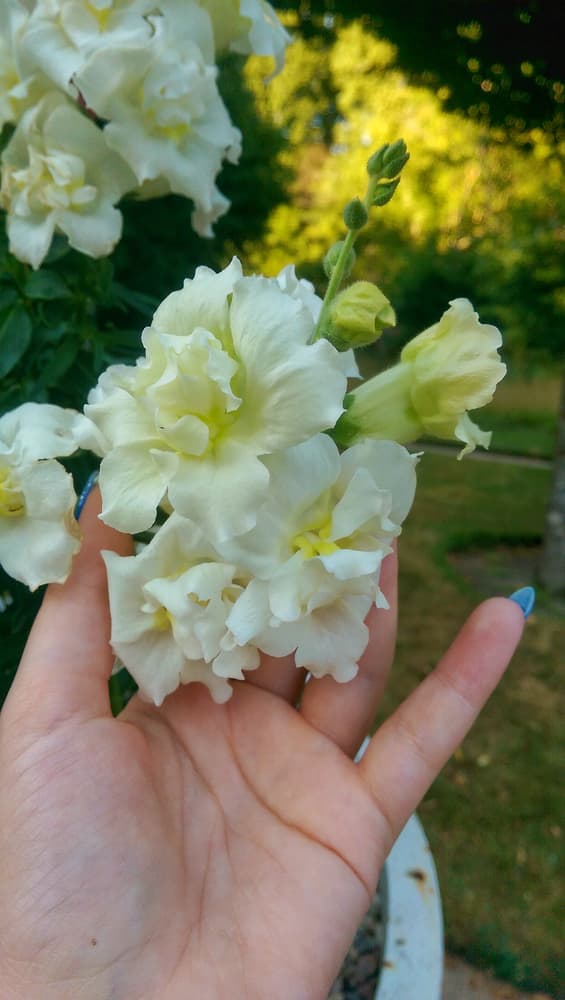 hands holding the flowers of Madame Butterfly snapdragons