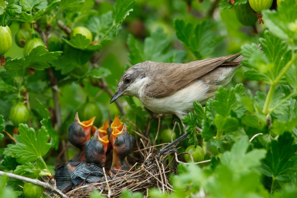 a Lesser Whitethroat nest with young chicks shown nesting in the foliage and fruits of a gooseberry bush