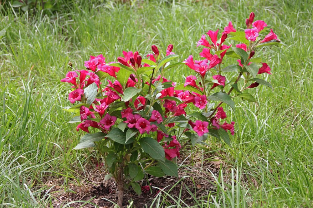 a freshly planted weigela seedling in a grassy area