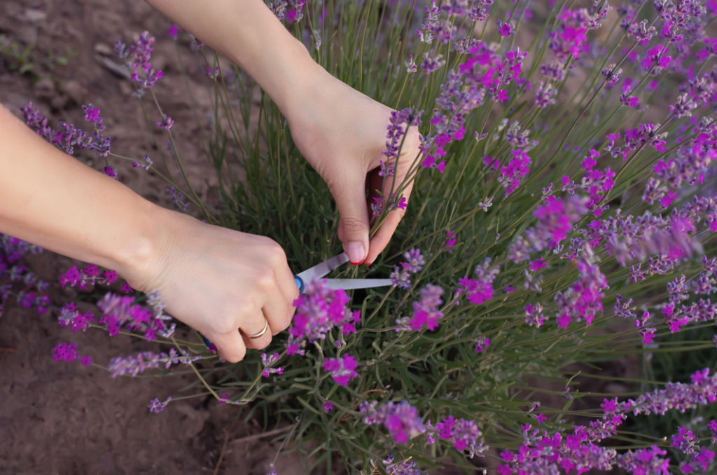 someone using gardening scissors to prune the stems of a pinky-purple flowering lavender plant growing from the ground outside