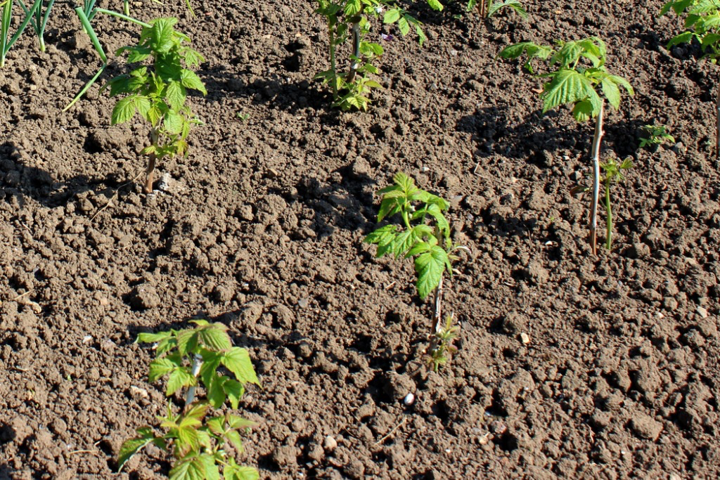 raspberry seedlings growing outside in rows in soil
