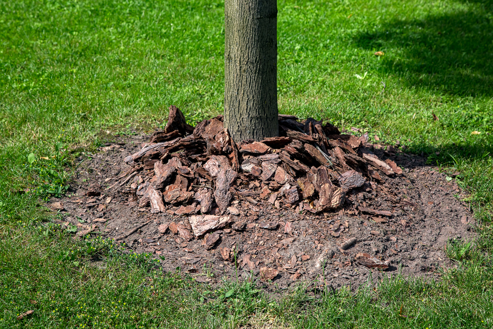 wood chip mulch placed around the bark of a tree that has been planted on a lawn