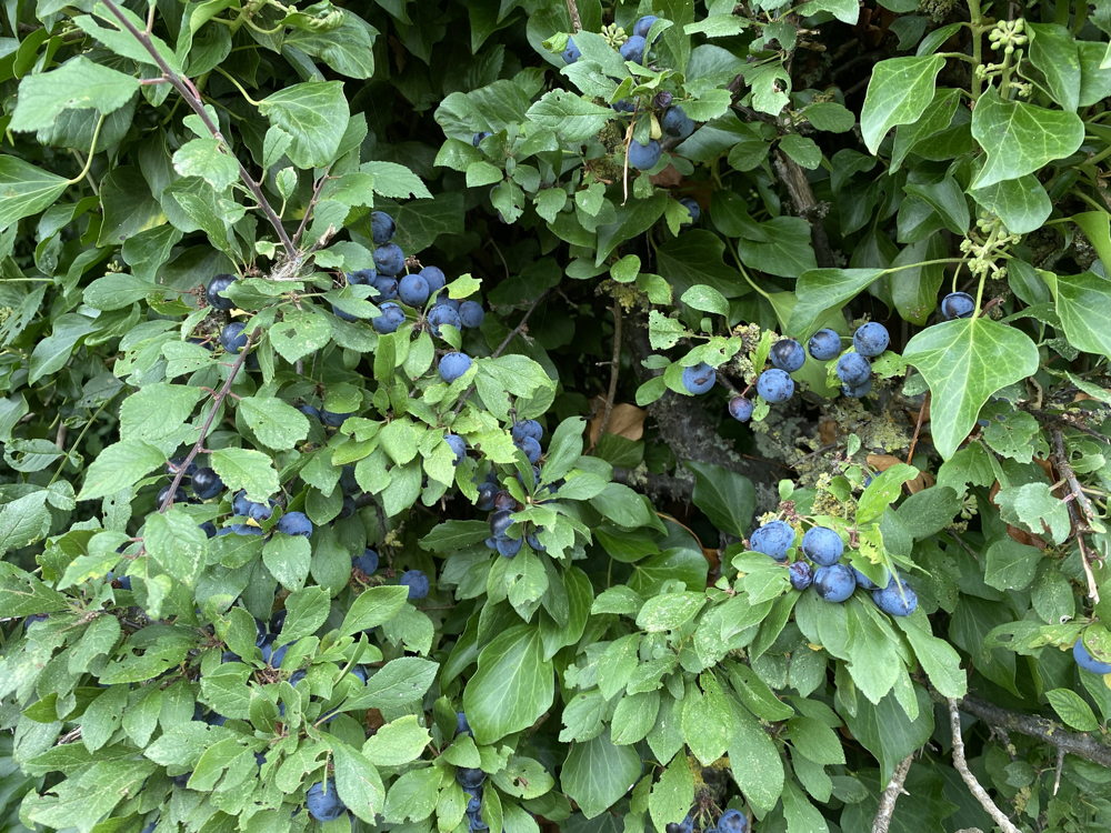 informal blackthorn hedge with deep blue rounded fruits 