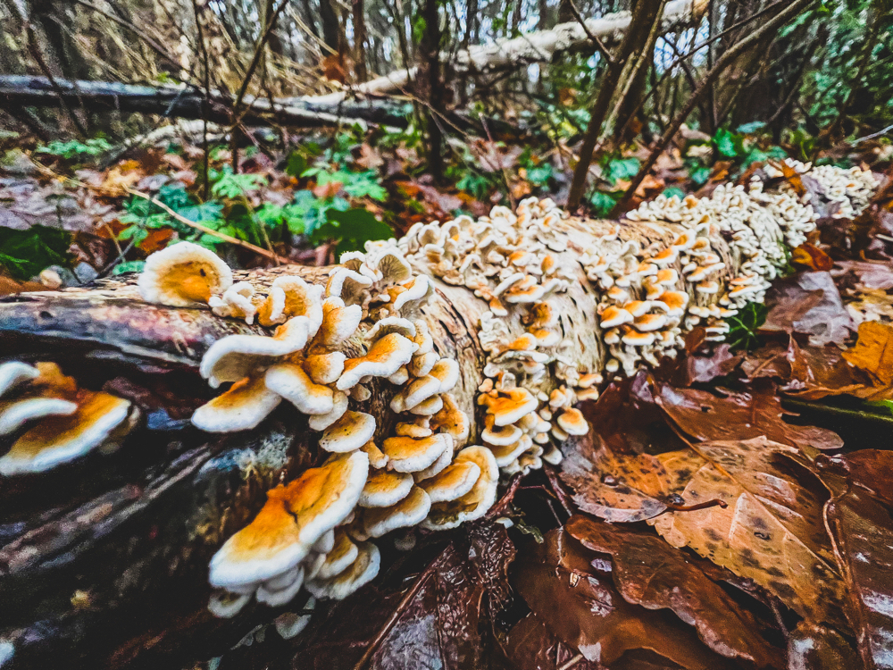 white and brown fungi growing along the bark of a felled tree trunk surrounded by dead leaves and lots of trees