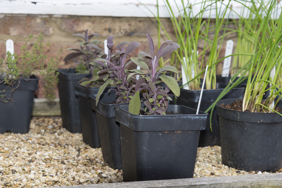 salvia and allium seedlings in pots