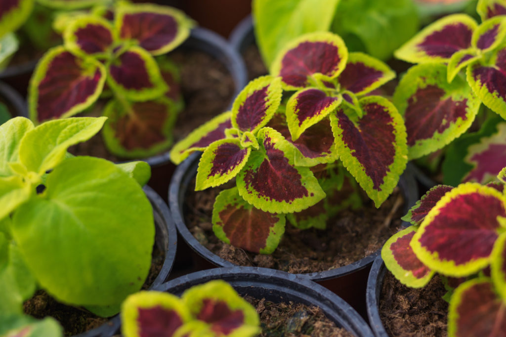 small potted coleus with purple and green variegated foliage growing in rows