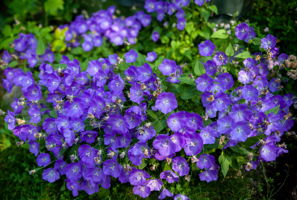 blue flowering campanula carpatica growing on the ground outside