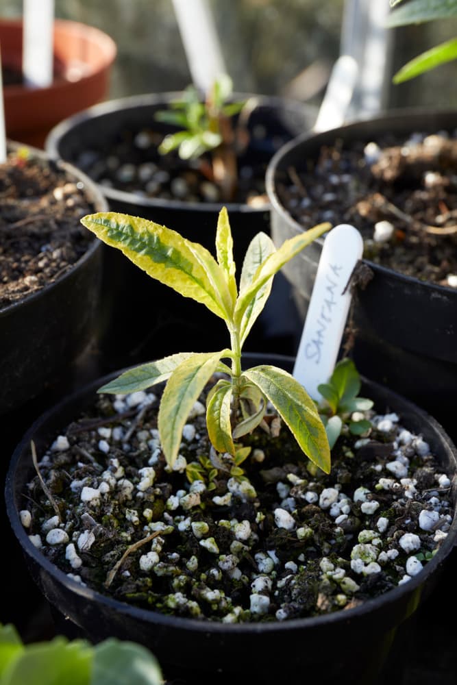 view of variegated foliage of Santana buddleja cutting starting to form new growth