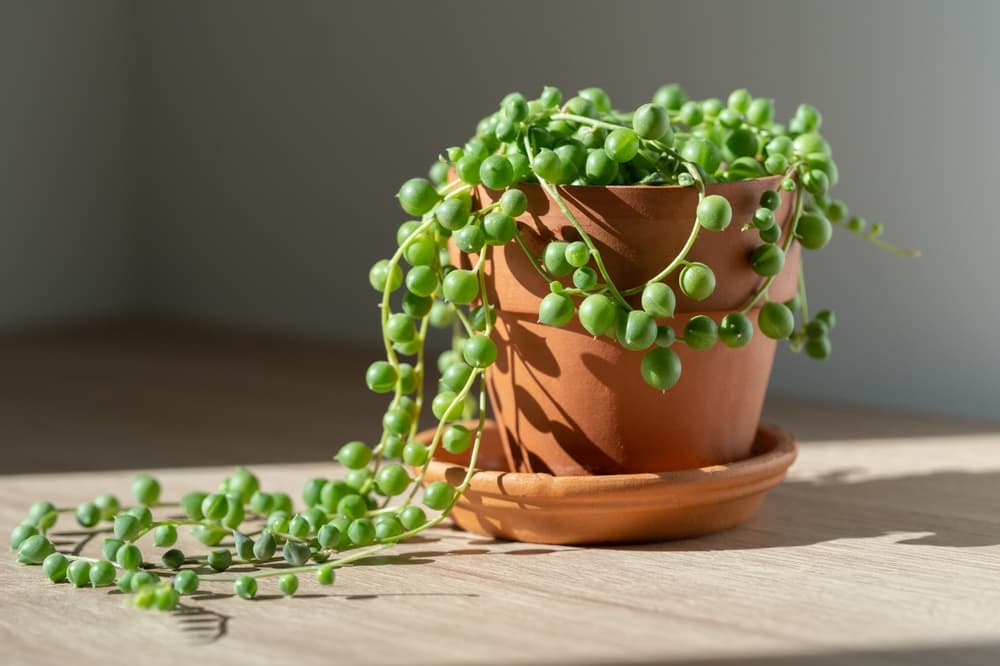 string of pearls plant growing in sunlight from a window