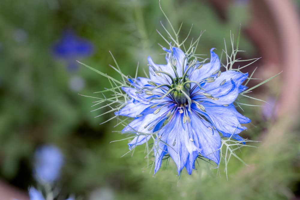 miss jekyll nigella flower in focus