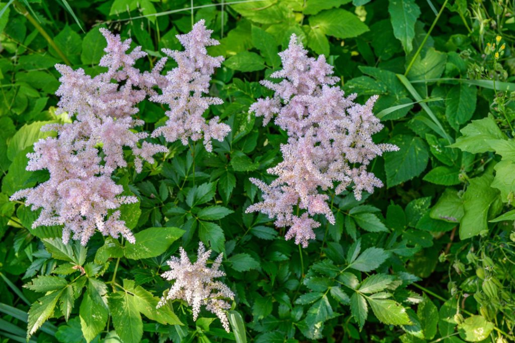 baby pink flowering smooth rock astilbe growing outdoors amongst green foliage