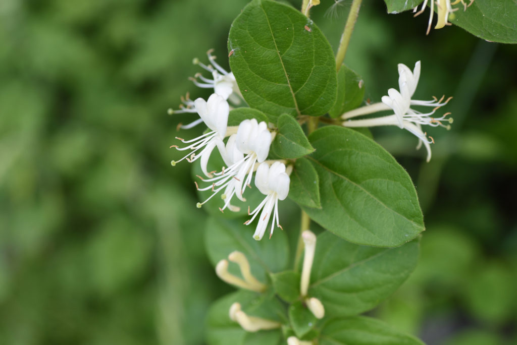 white flowers from a Japanese honeysuckle plant growing outdoors with a blurred, green leafy backdrop