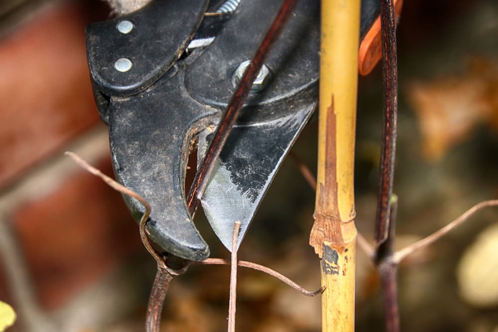 secateurs being used to prune branches of clematis, with a bamboo cane in the foreground