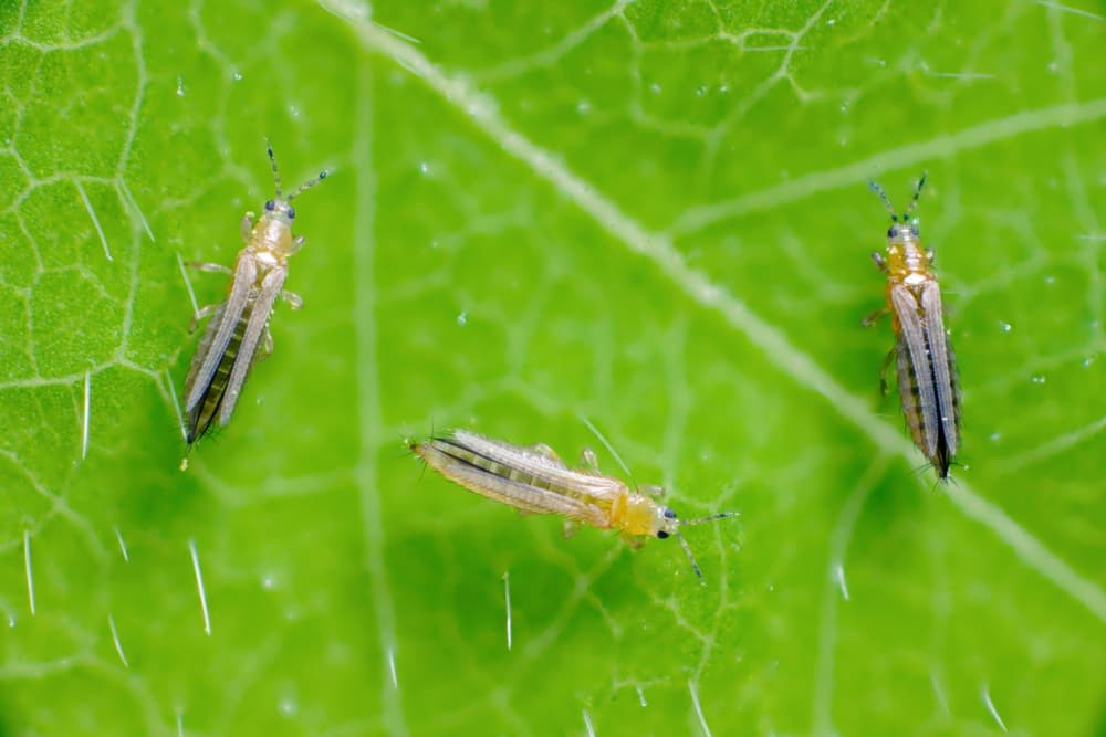 magnified view of thrips on the surface of a leaf