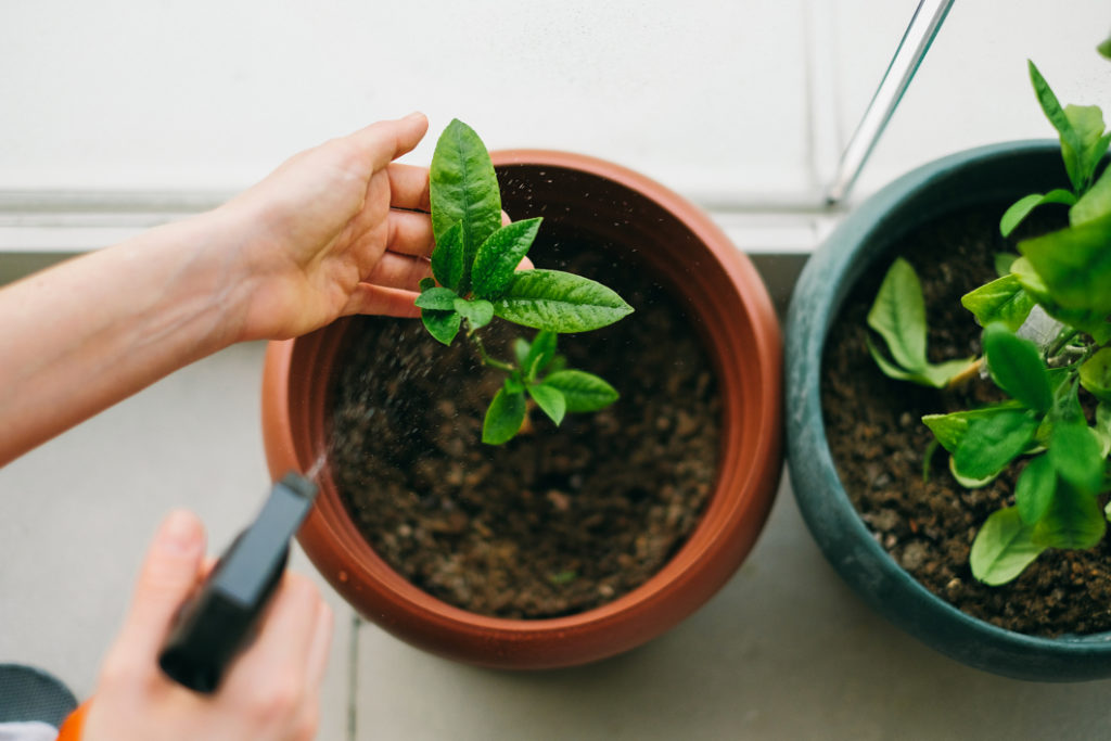 young plants growing in containers inside being sprayed by a bottle