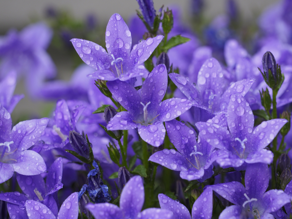 purple flowering bellflowers covered in rain droplets outside