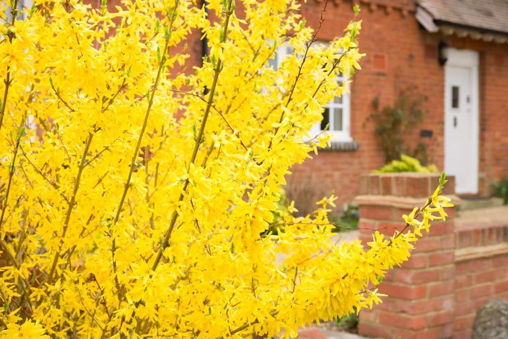 bright yellow Goldrausch bush with brick house in the background