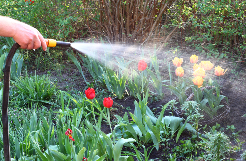 someone using a hosepipe to water red and orange tulips growing from the soil
