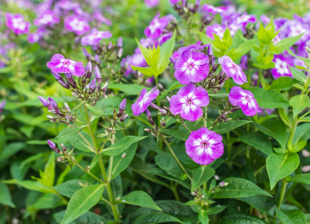 phlox paniculata 'Purple Kiss' with purple flowers growing on long stems in a field outdoors