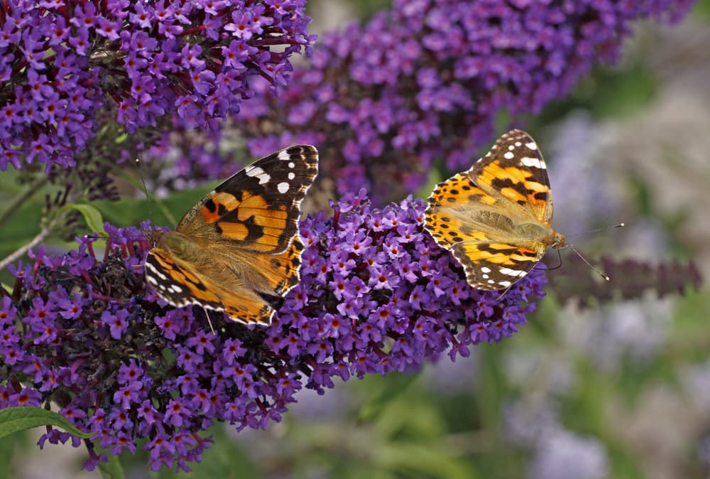 Purple Emperor covered in Painted Lady butterflies