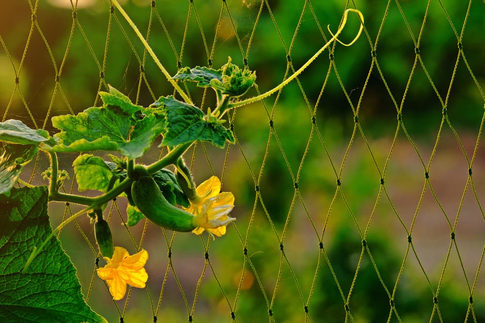 vines of a cucumber plant extending out onto supporting netting