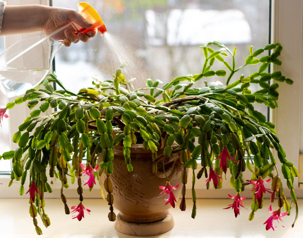 hand spraying water onto a pink flowering Schlumbergera that has drooping stems growing in a pot on a windowsill indoors