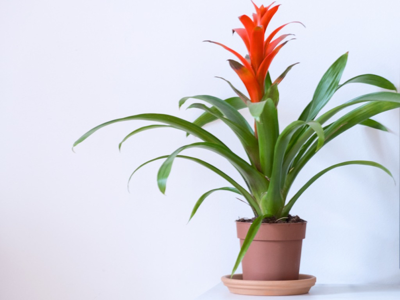 orange-red flowering bromeliad growing in a pot indoors in front of a white wall