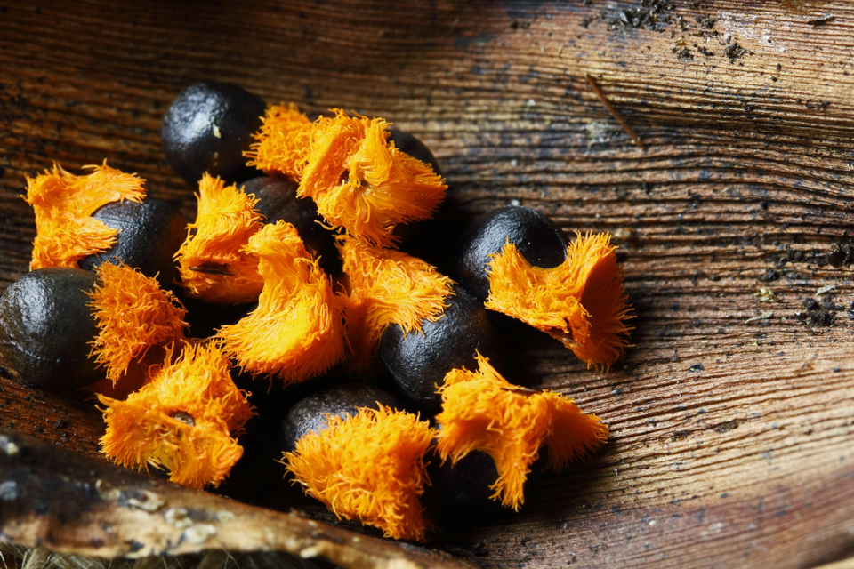 orange and black seeds from a bird of paradise plant on a timber surface