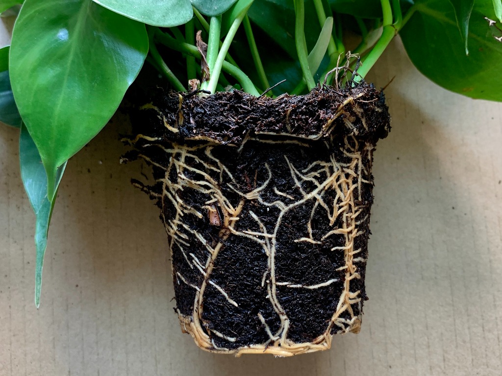 a philodendron plant that has been removed from its pot and is now lying on a surface revealings its roots