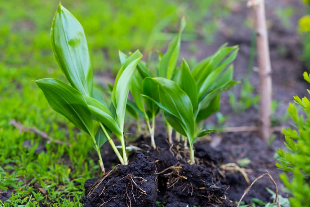 lily of the valley dug from the ground, with its rhizomatous root structure clearly visible