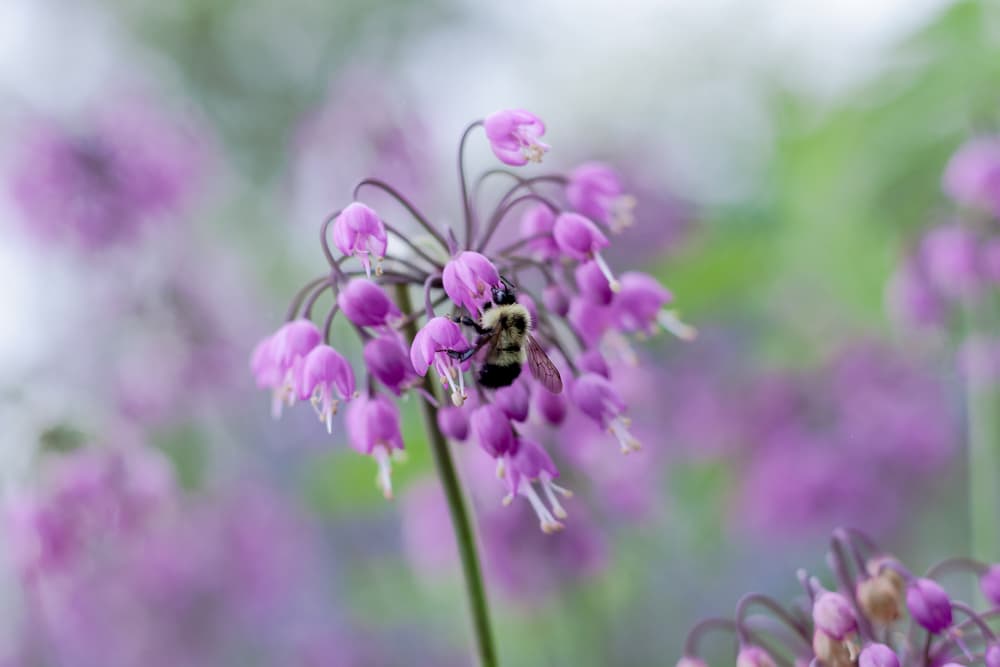 bee harvesting pollen from the flowers of A. cernuum