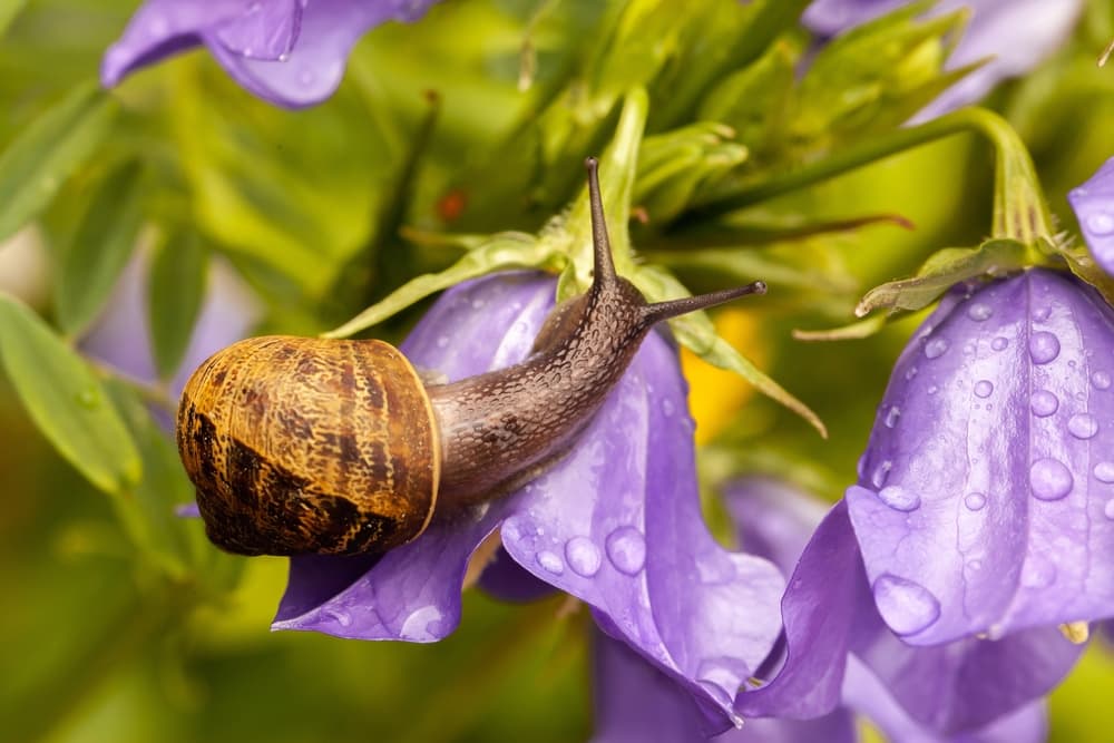 slug on the flower of a purple coloured campanula