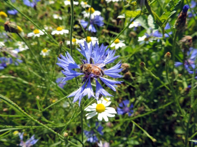 How To Grow 'Cornflower' Centaurea Cyanus Horticulture