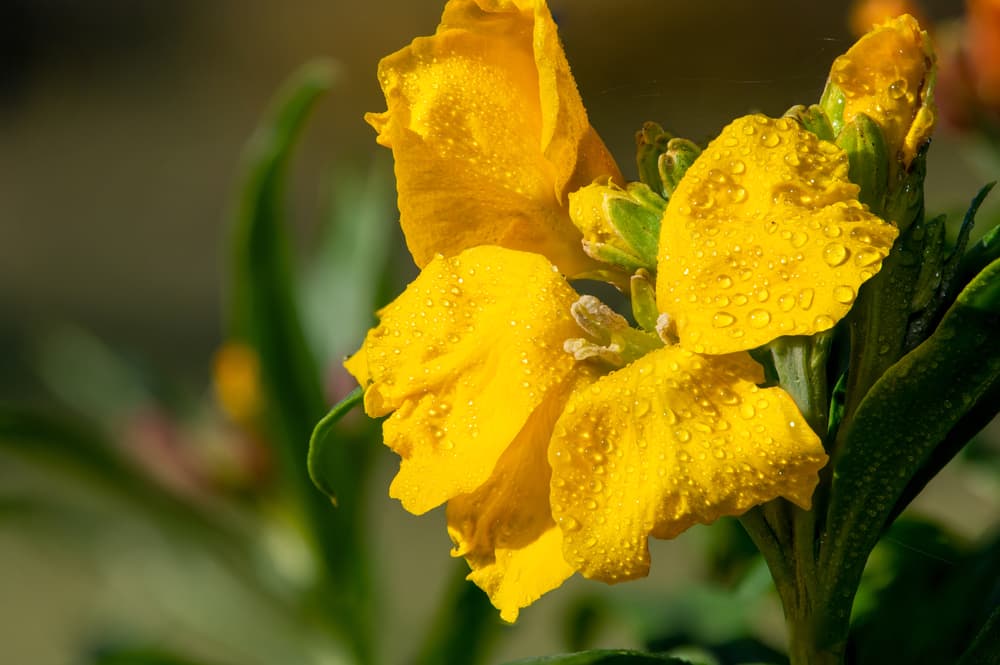 yellow flowers of erysimum cheiri covered in droplets of water