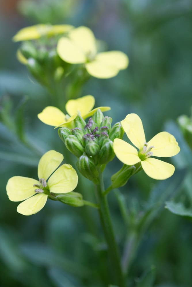 light yellow Erysimum 'Golden Jubilee' flowers, each with four petals