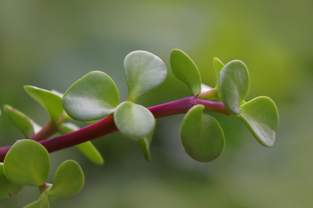 magnified view of dwarf jade plant leaves with bright red stem