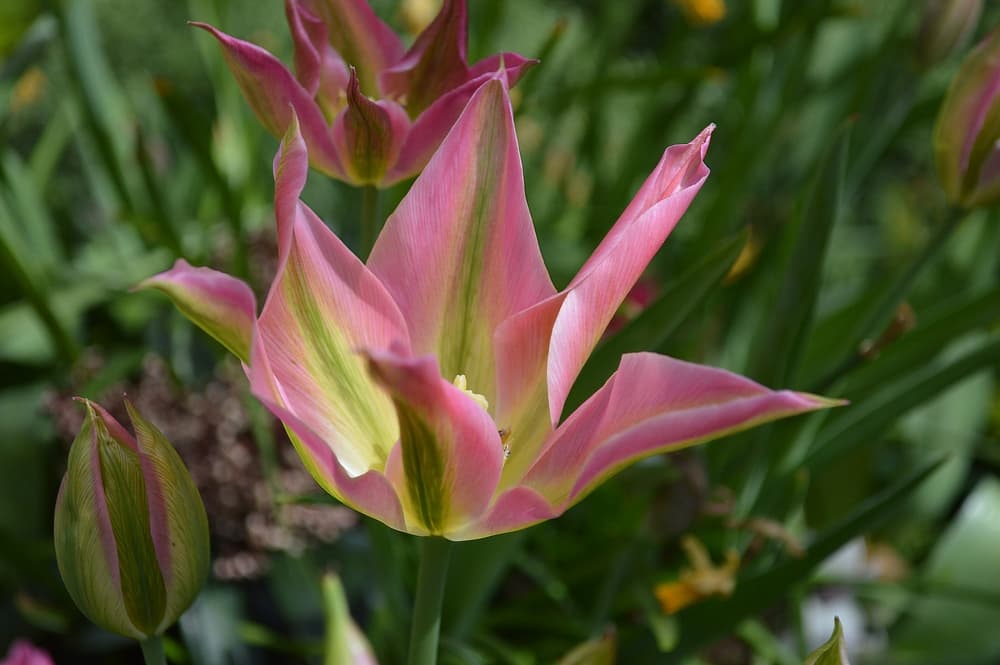 Virdiflora tulip head of the variety 'Greenland'