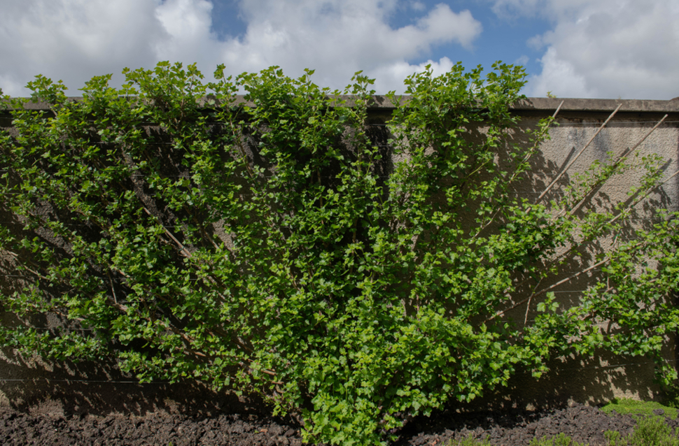 a gooseberry bush that has been fan-trained against a wall outdoors