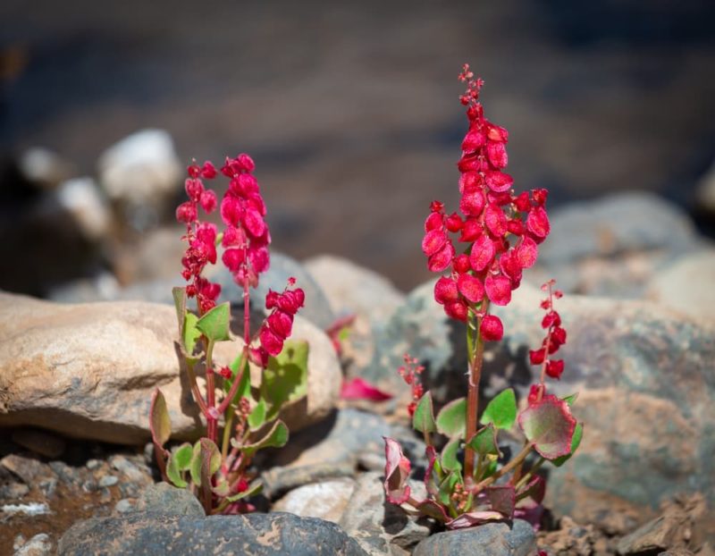 12 Interesting Sorrel Varieties Horticulture Magazine