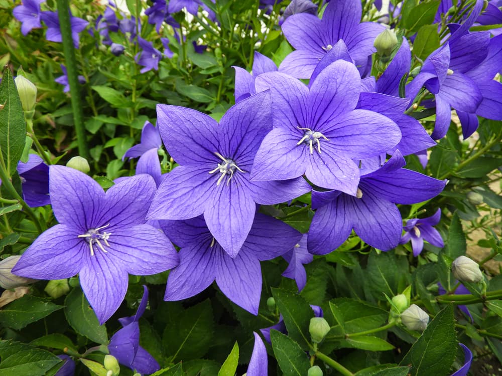 bushy platycodon with purple coloured flowers